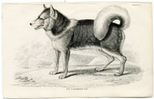 The Esquimaux (Eskimo) Dog (Husky?)
