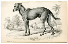 The Feral Dog of St. Domingo