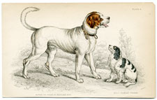 The Alpine or St. Bernard and the King Charles Spaniel