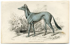 Bedouin Greyhound of Arabia