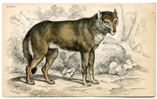 The Common Wolf