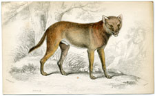 Dhole of India