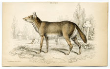 Common Jackal