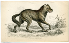 Prairie Wolf