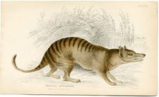 Thylacinus cynocephalus