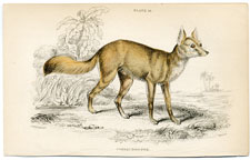 Corsac Dog-Fox
