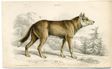 Caygotte (coyote) of Mexico