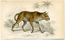 Dhole of Ceylon