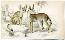 Fennec of Bruce, Red-backed Fennec