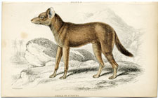 Sumatran dhole