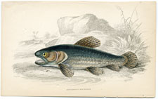 Erythrinus Macrodon