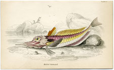 Mailed Gurnard