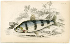 Schizodon fasciatus