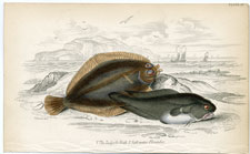 The Tadpole Fish, Salt water Flounder