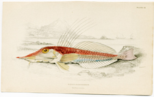 Plate 15 Mailed Peristedion