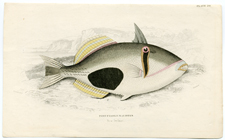 Plate 20 Port Pranlin Balistes (New Ireland)