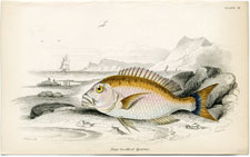 Plate 10 Four-toothed Sparus