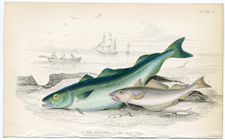 Plate 6 The Whiting and Coal Fish