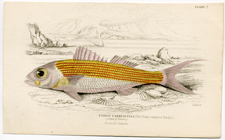 Plate 7 Etelius Carbunculus