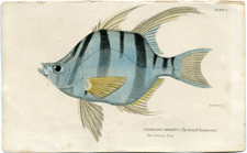 Plate 9 Eoplosus armatus