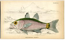 Plate 12 Cheilodipterus arabicus