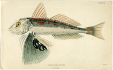 New Zealand Gurnard