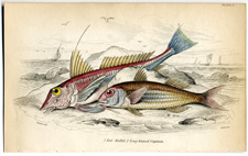 Red Mullet Long-finned Captain