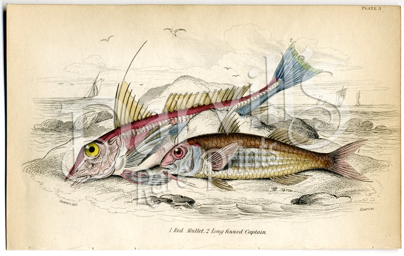 Original Hand Colored Antique Print 1843 Jardine/'s Naturalists Library Engraving Emperor Fish