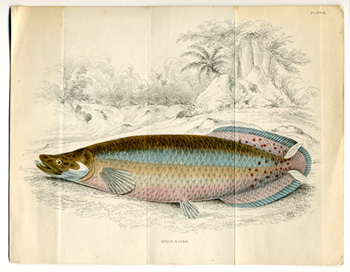 Plate XI Sudis Gigas