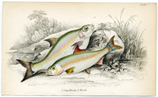 Cape Bream, Roach