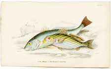 Plate 7 Maigre, bearded Umbrina