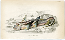 Northern Chimaera