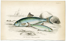 Plate 4 Pilchard and Twait Shad