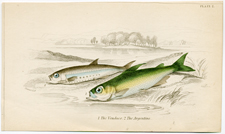 Plate 2 Vendace and Argentine