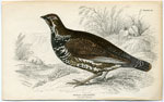 Canadian Grouse