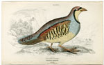 Chukar Partridge