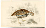 Coturnix Textilis Coromandel Quail