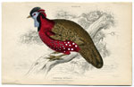 Horned Tragopan