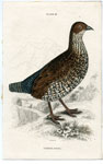 Painted Partridge