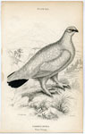 Common Ptarmigan Winter Plumage