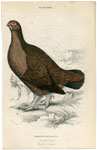 The Red Grouse