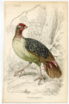 Sanguine Partridge