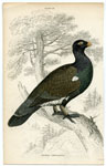 Tetrao Urogallus The Wood Grouse