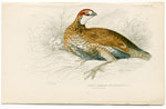 Ortyx Borealis The Virginian Quail