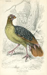 Sanguine Partridge