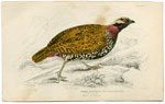 The Common Francolin of Europe
