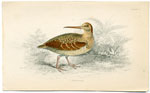 Woodcock