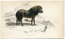 Shetland Poney (pony)