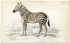 The Zebra