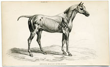 External Muscles of the Horse